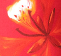 Red Flamboyants